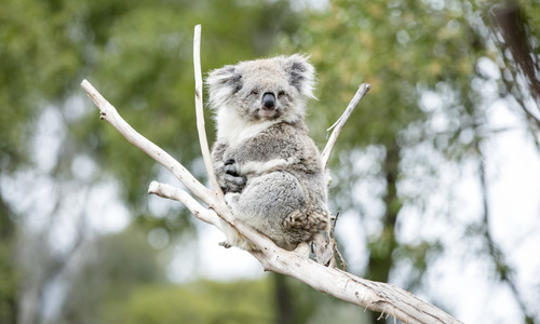 Koala sitting in the fork of a tree, looking at camera