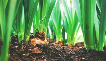 A close-up photo of green plants growing out of soil