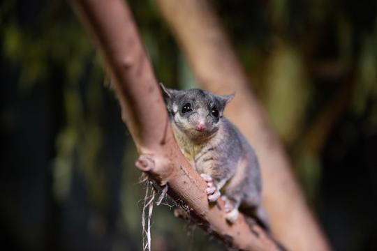 Mountain Pygmy Possum in a tree.