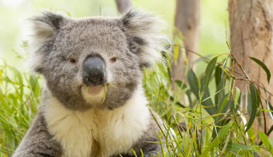 Koala sitting in a tree enjoying eucalyptus leaves, looking at camera.