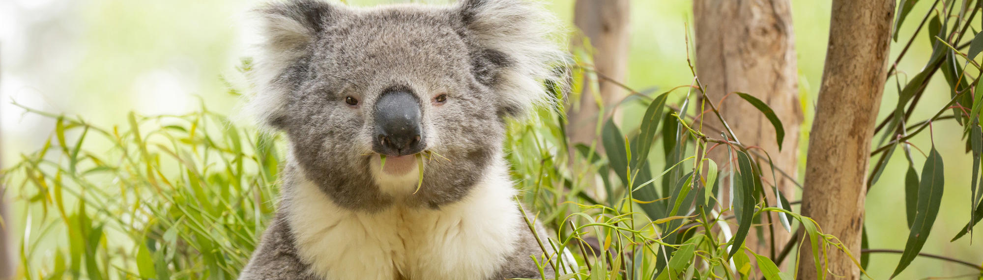 Koala sitting in a tree enjoying eucalyptus leaves, looking at camera.