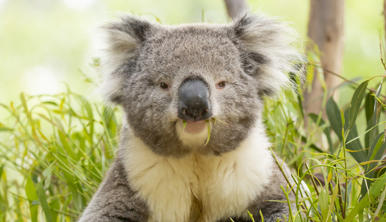 Koala sitting in a tree enjoying eucalyptus leaves, looking at the camera.