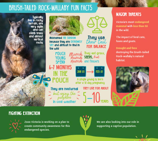 image of Brushed-tailed Rock-wallaby fun facts