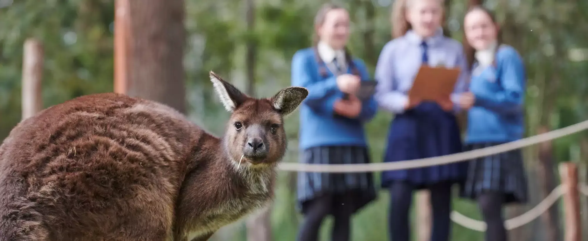 A Kangaroo, pointed right but facing the camera, with a piece of grass in the mouth, witnessed by three students with clipboards doing a fieldwork exercise.