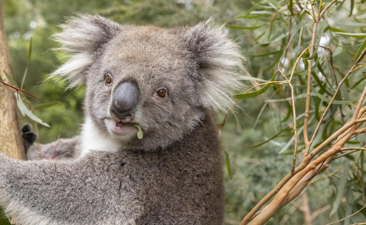Female Koala. Close up, chewing on leaf, mouth open. Looking toward camera.