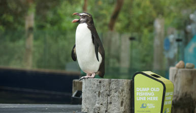 A Fiordland Penguin perched on a wooden post with open beak, next to a "Seal the Loop" bin for old fishing line.