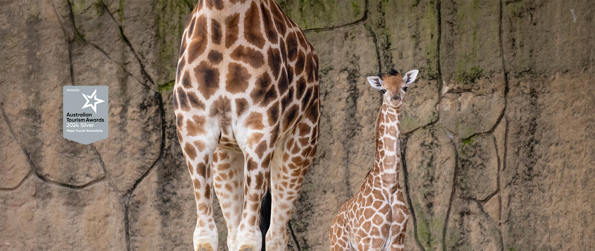 "Australian Tourism Awards, Two-thousand Twenty-four Silver, Major Tourist Attractions" - Two Giraffes, the younger calf (Tambi) standing on the right, next to an adult on the left, against the grey enclosure wall.