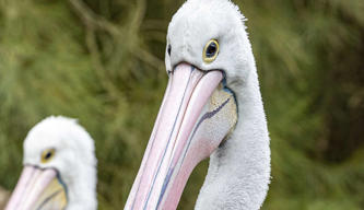 Close-up of two Australian Pelicans.