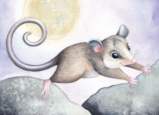 A illustration of Pippa, the Mountain Pygmy Possum, beneath a bright moon.