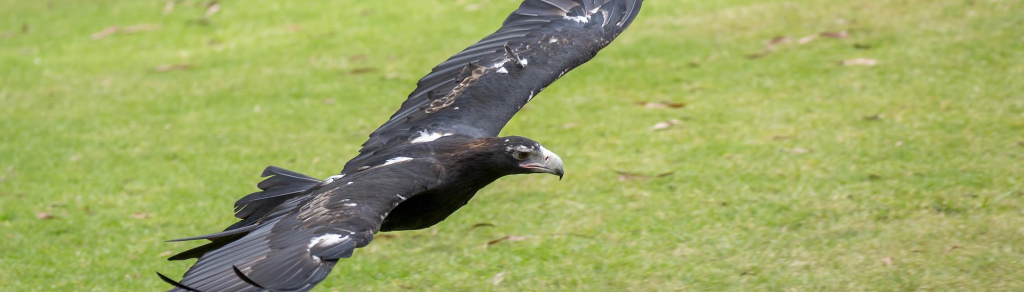 A Wedge Tailed Eagle flying low along the grass with wings outstretched.