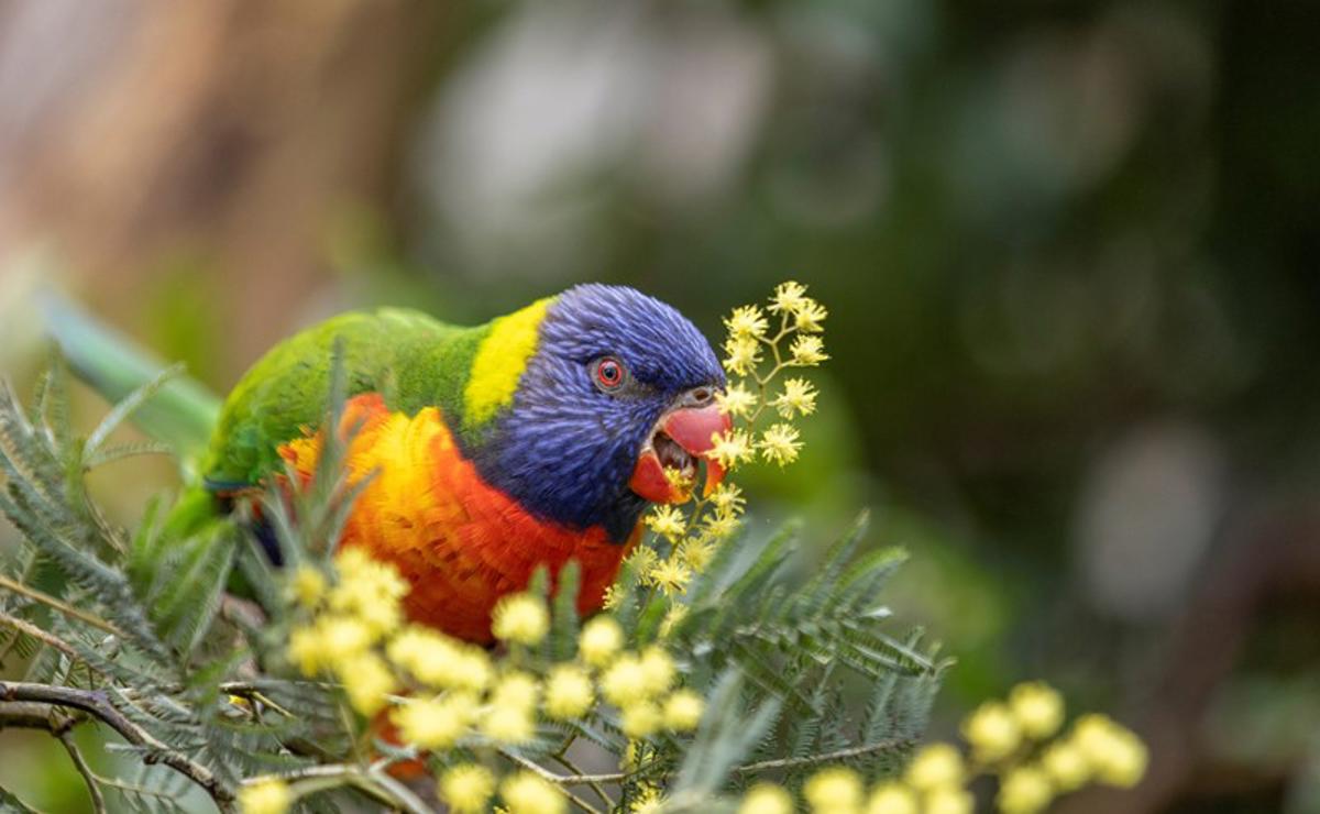 A Rainbow Lorikeet, licking small yellow flowers on a branch.