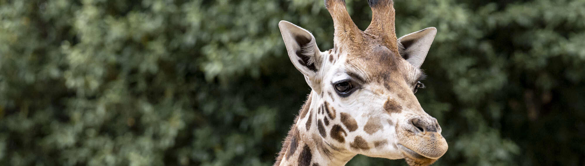 A Giraffe, with a long neck, brown spots, and dark eyes, looking right into the distance.