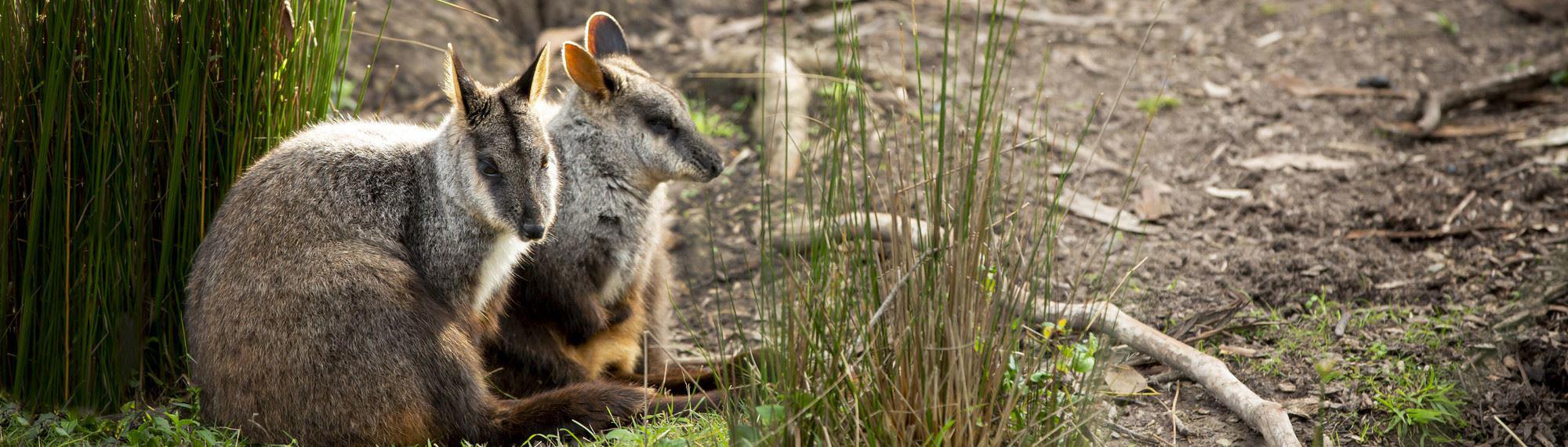 Brush Tailed Rock Wallabies resting in the grass.