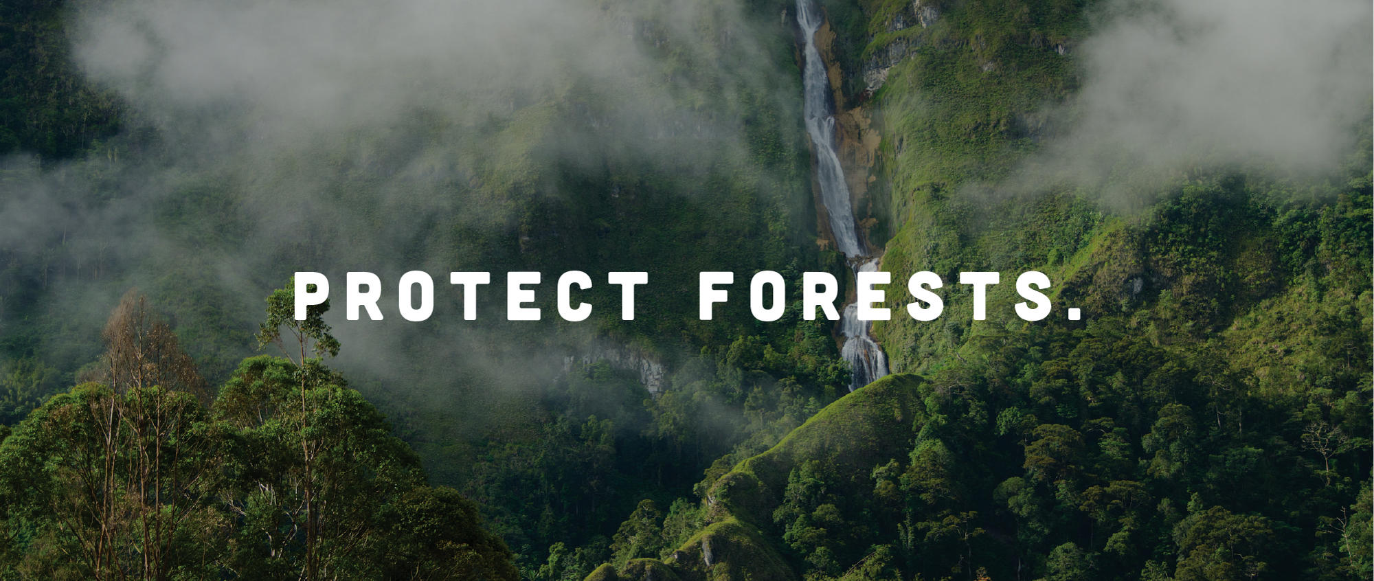 "Protect Forests": View of tropical rainforest behind the slogan, taken by Ryan Hawk.
