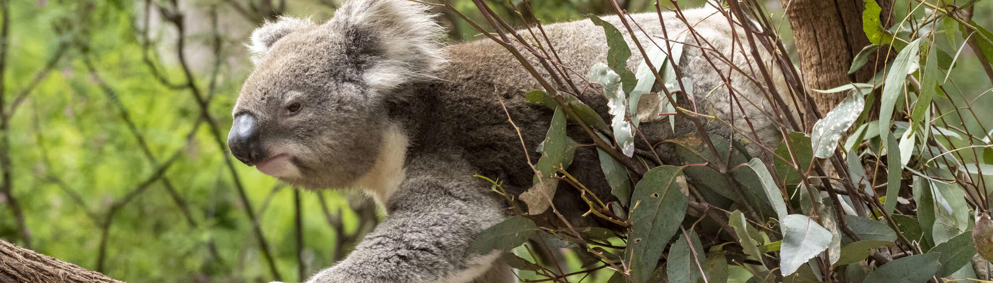 A Koala walking left on a tree.