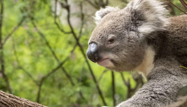 A Koala walking left on a tree.