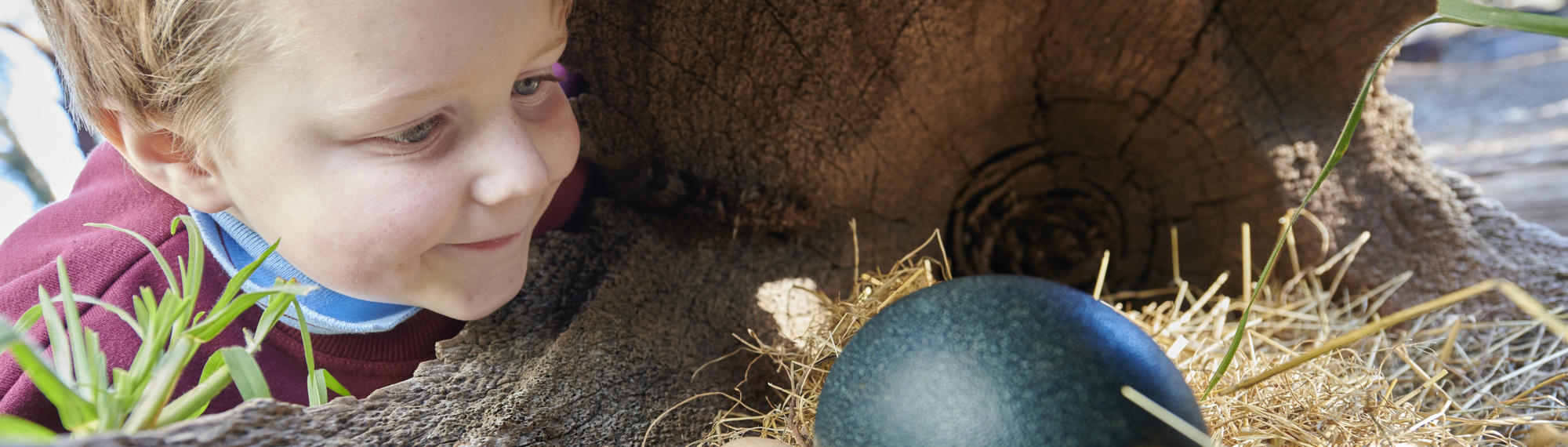 A young student smiles as he looks at a teal ostrich egg, next to three smaller tan eggs, beneath a hollow tree trunk.
