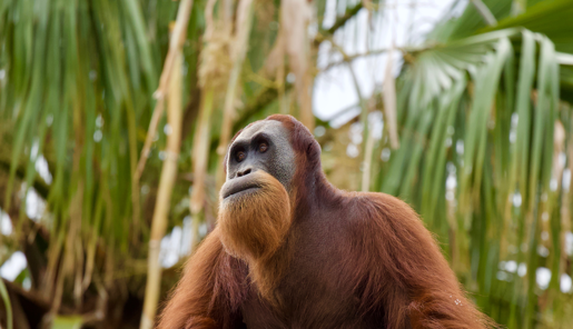 An adult Orangutan, with long deep orange hair, gazes into the distance, with green palm trees in the background.