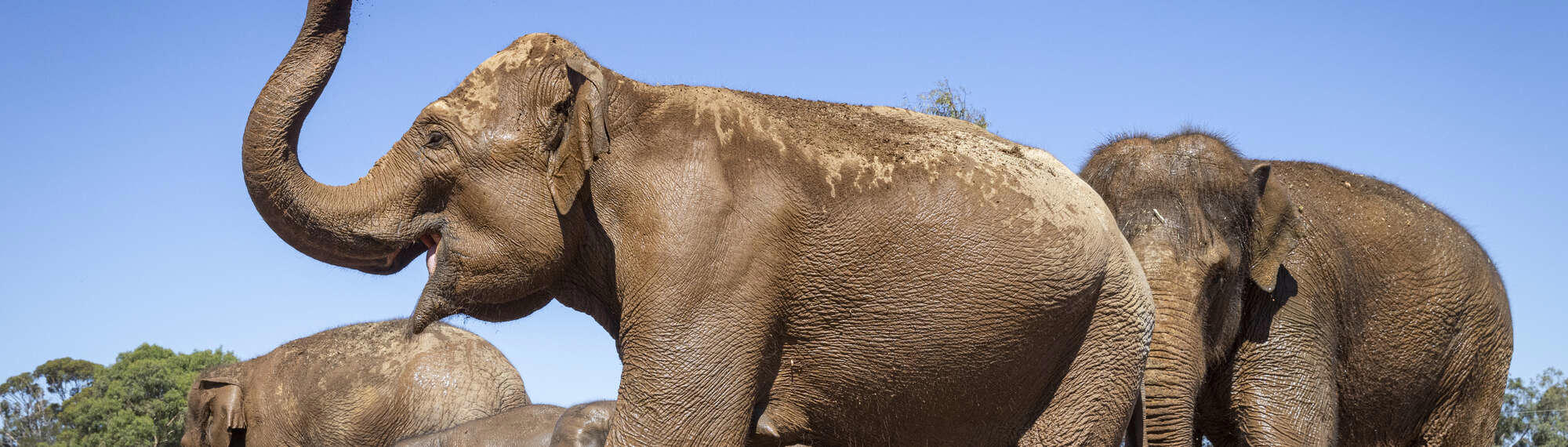Five Asian Elephants, all facing right, with one flinging dirt and grass with her trunk.