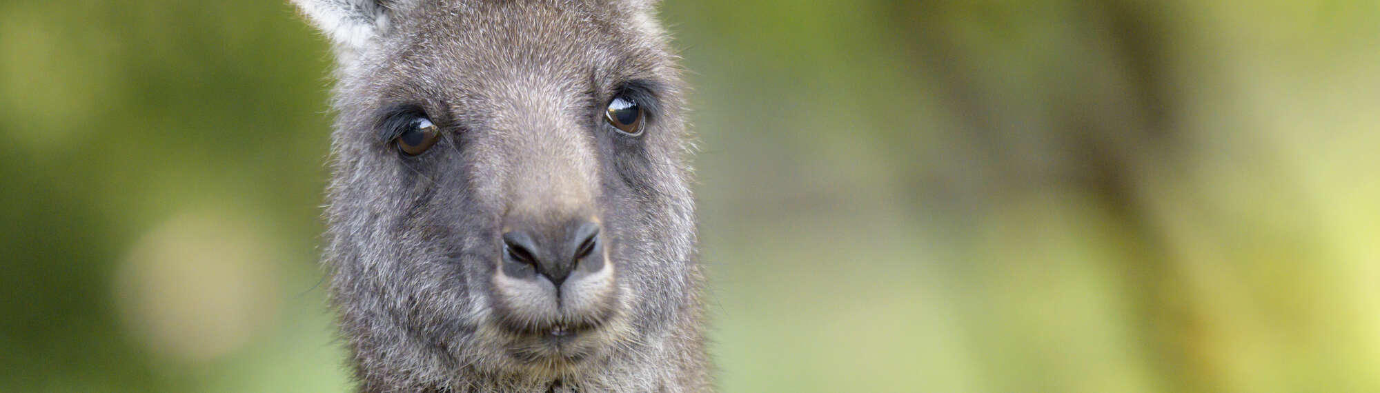 The face of a fluffy brown Eastern Grey Kangaroo.