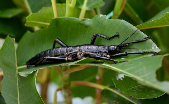 The Lord Howe Island Stick Insect, a symbol of hope against all odds.