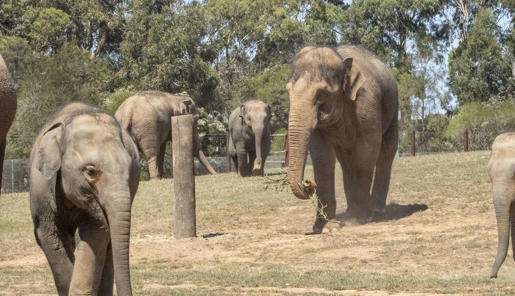 Seven Asian Elephants pacing through their new Elephant Trail habitat, one holding a branch in their trunk.