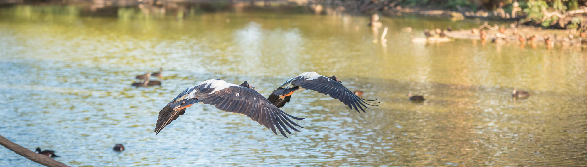 View of Kyabram Fauna Park, with a Eagles flying left, photographed by Chris Hawking.