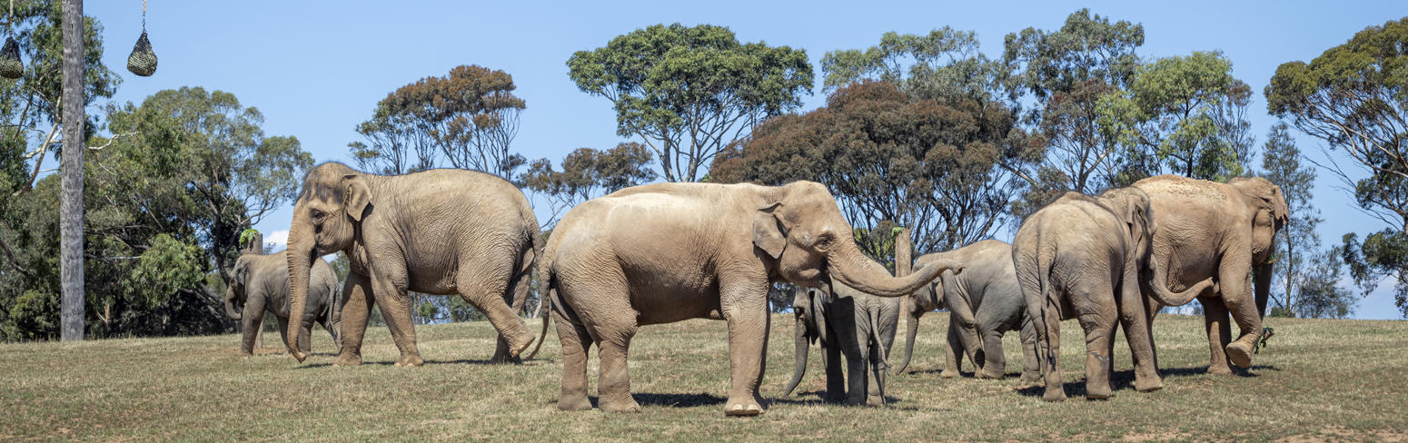 Family of seven Elephants exploring the New Trail of the Elephants.