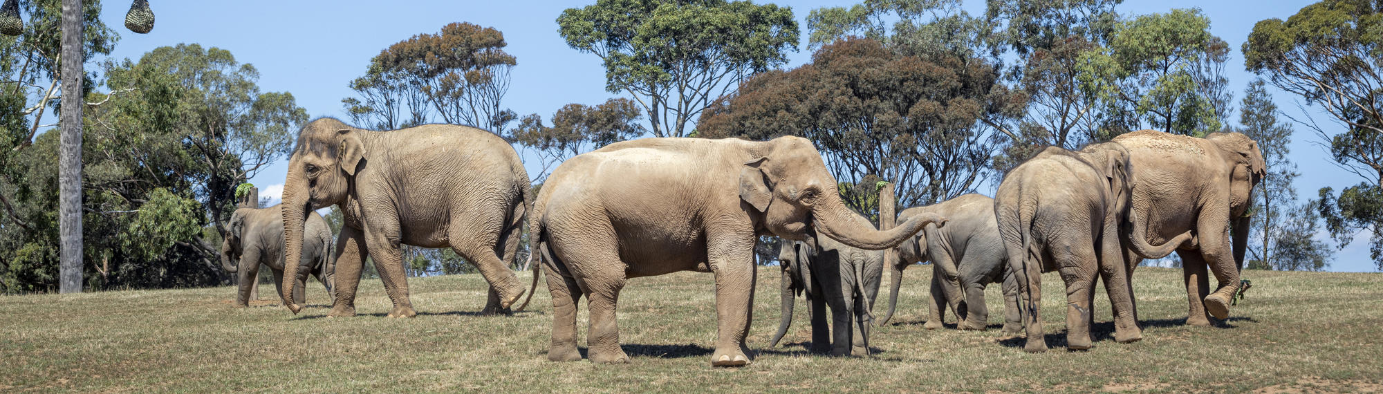 Family of seven Elephants exploring the New Trail of the Elephants.