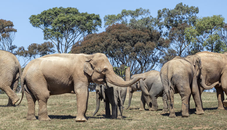 Family of seven Elephants exploring the New Trail of the Elephants.