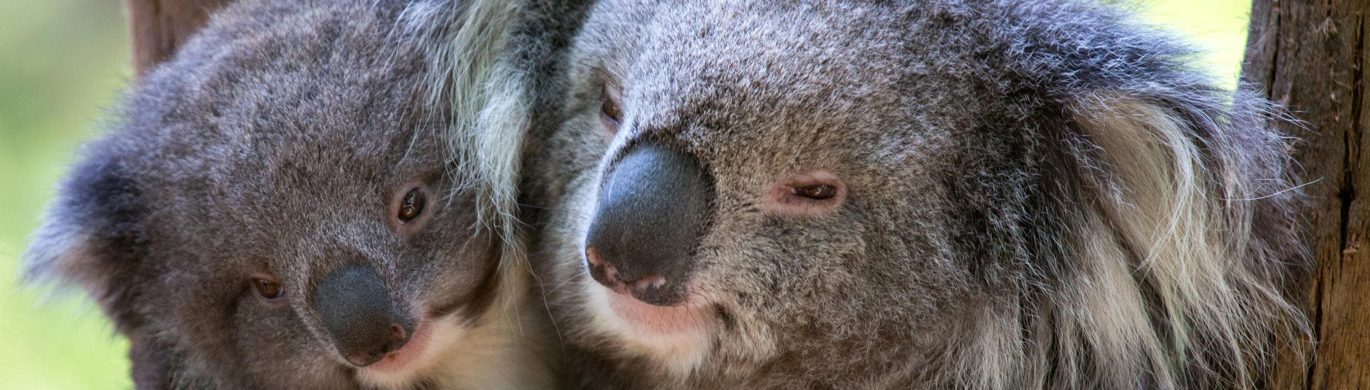 Close up of two Koalas cuddling each other.