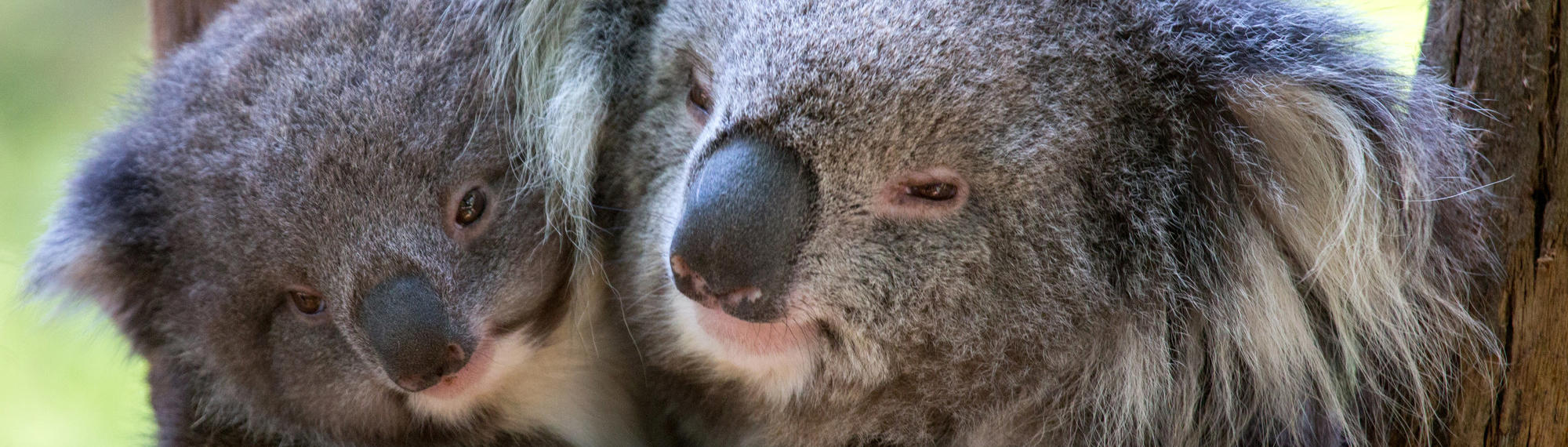 Close up of two Koalas cuddling each other.