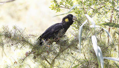 A Yellow-tailed Black-Cockatoo sitting on a branch and eating from the twigs.