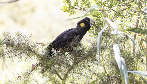 A Yellow-tailed Black-Cockatoo sitting on a branch and eating from the twigs.