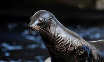 Close up of a seal