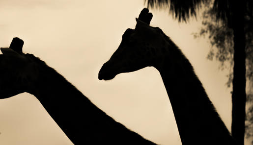 Two Giraffe are walking while the sun is setting. You can only see the silhouette of their necks and head. There are trees in the distance. 