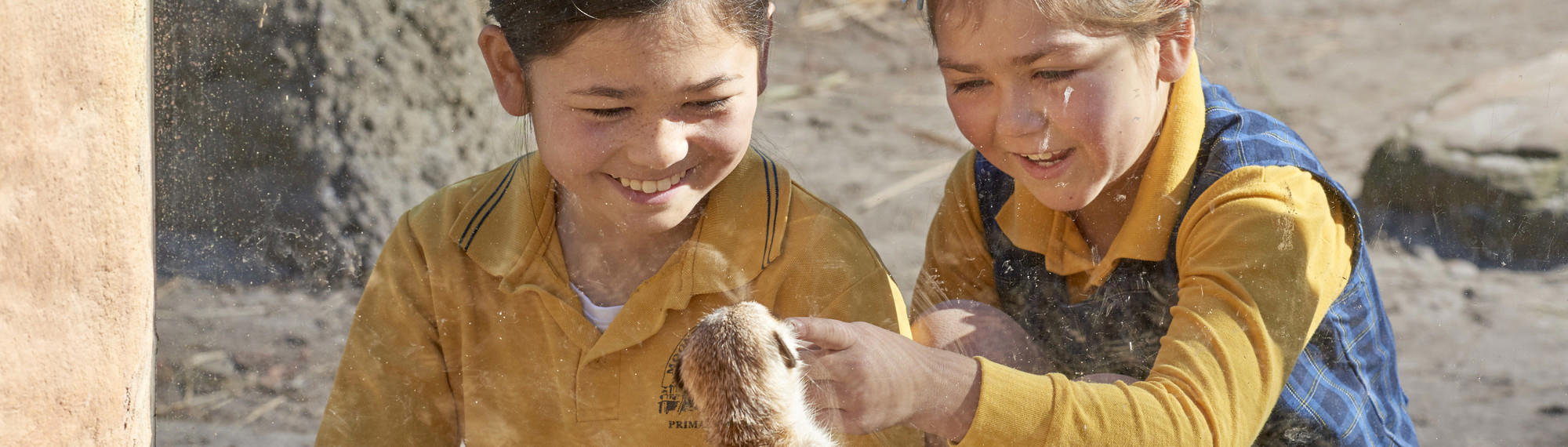 Two students in yellow school uniforms smile as they watch a Meerkat from behind the glass, on an excursion at Melbourne Zoo.