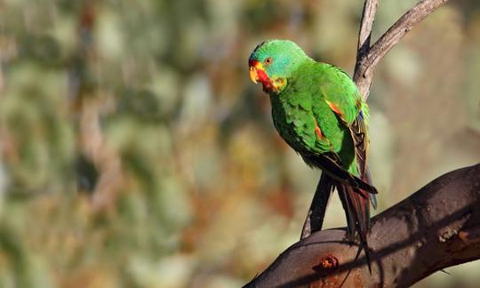 A green Swift Parrot on a tree branch.