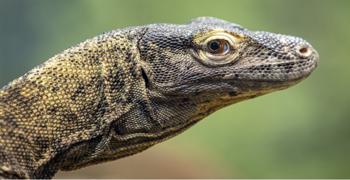 Close-up side view of a Komodo Dragon.