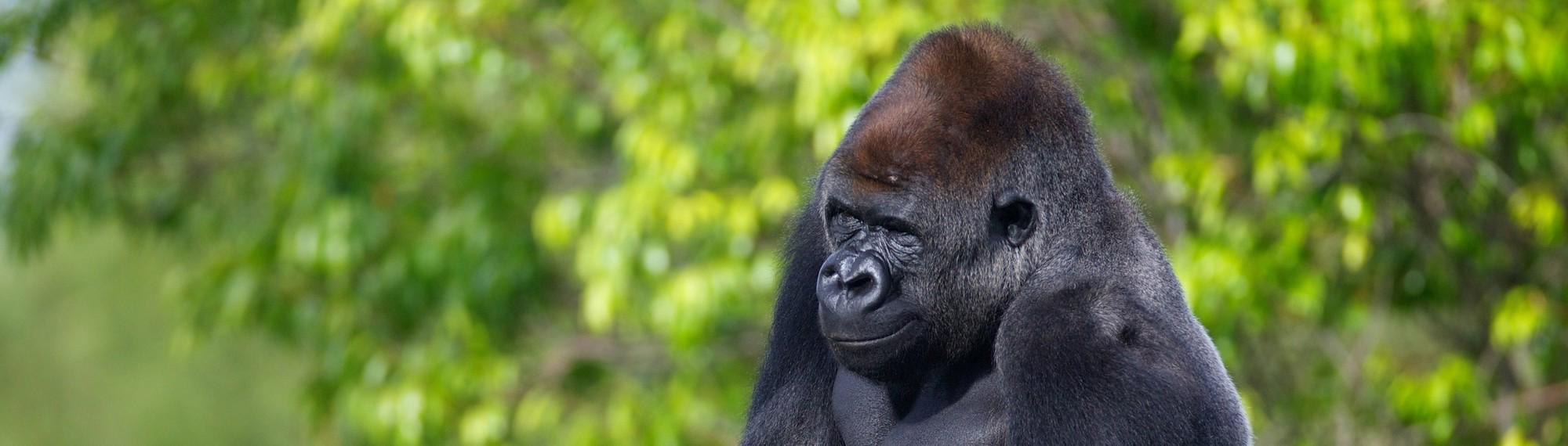 Gorilla head and shoulders looking away from camera. Greenery blurred out in background.