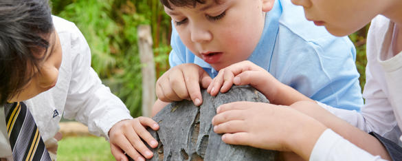 Three students looking at a wood closely to find species