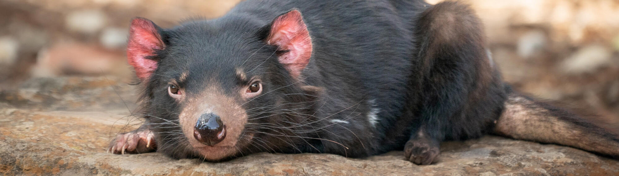 Close-up of Tasmanian Devil with black fur, brown eyes and pink ears, crouched down on a rocky surface.