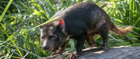 Tasmanian Devil