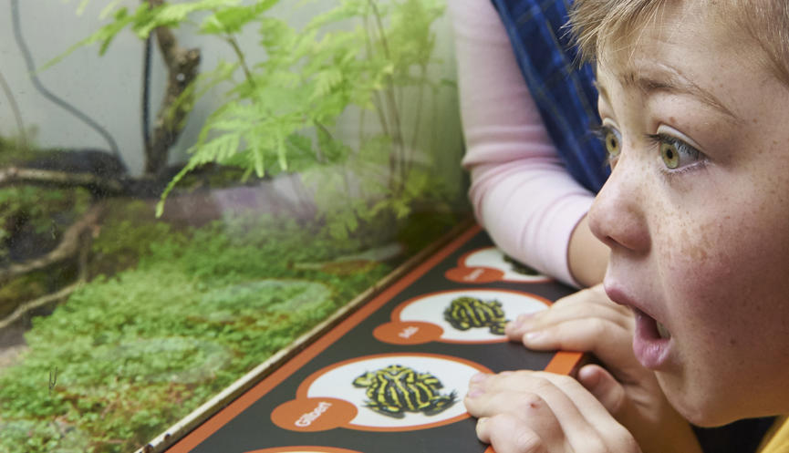 A boy stares, with his mouth open in awe, as he looks into a Frog tank.