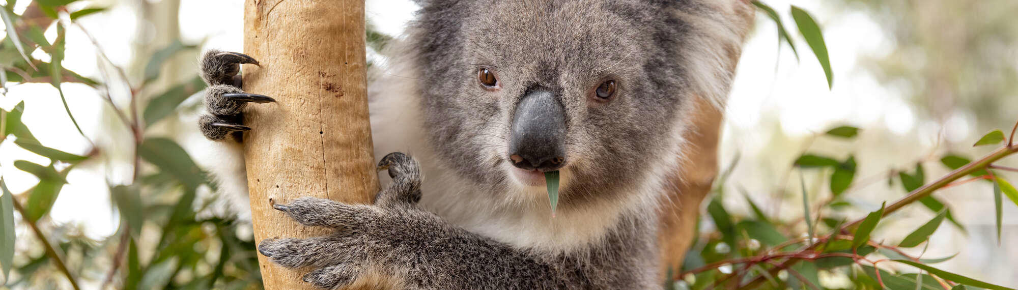 Close up of a female Koala, looking toward the camera with a small eucalyptus leaf sticking out of her mouth.
