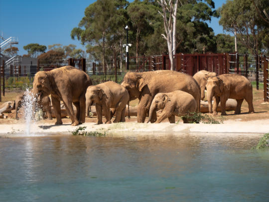 Seven Asian Elephants pacing left through their new Elephant Trail habitat, facing a water fountain at the edge of the pond.