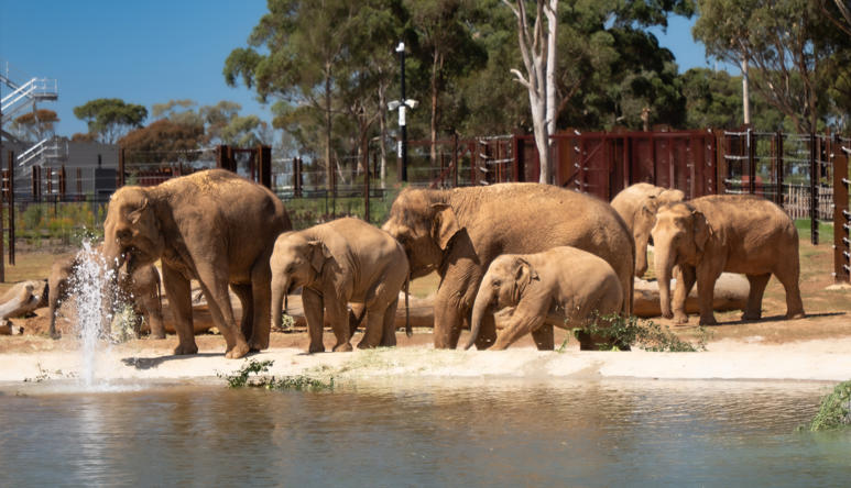 Seven Asian Elephants pacing left through their new Elephant Trail habitat, facing a water fountain at the edge of the pond.