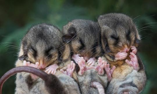 Three Mountain Pygmy-Possum pups, huddled in a row.