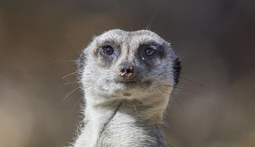 A Meerkat on sentry duty, looking at the camera.