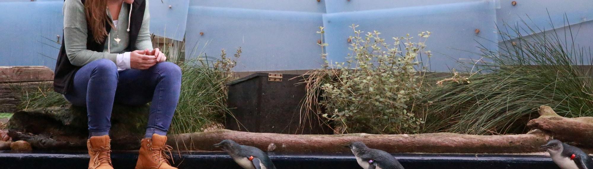 Woman sitting on bench watching three Little Penguins walking nearby.